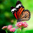 Butterflies Live Wallpaper / Butterflies Live Wallpaper