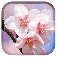 Sakura Flowers LWP