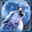 Wolf Song HD live wallpaper