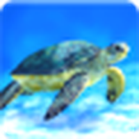 Sea Turtle Live Wallpaper / Sea Turtle Live Wallpaper