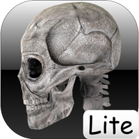 Human bones Lite / Human bones lite