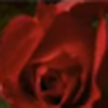 Live rose blooms wallpaper / wallpaper live rose bud
