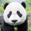 Panda Gallery HD