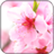Sakura Wallpaper / Sakura Live Wallpaper
