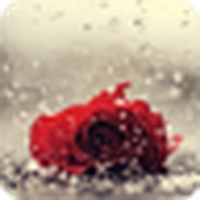 Rose in the rain / Rose in the rain