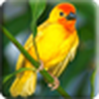 Birds 3D Live Wallpaper / 3D Birds LWP
