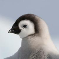 Penguin HD Gallery