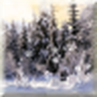 Winter Forest Snowflakes / Winter Forest LWP