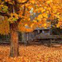 Autumn live wallpaper / Autumn LWP